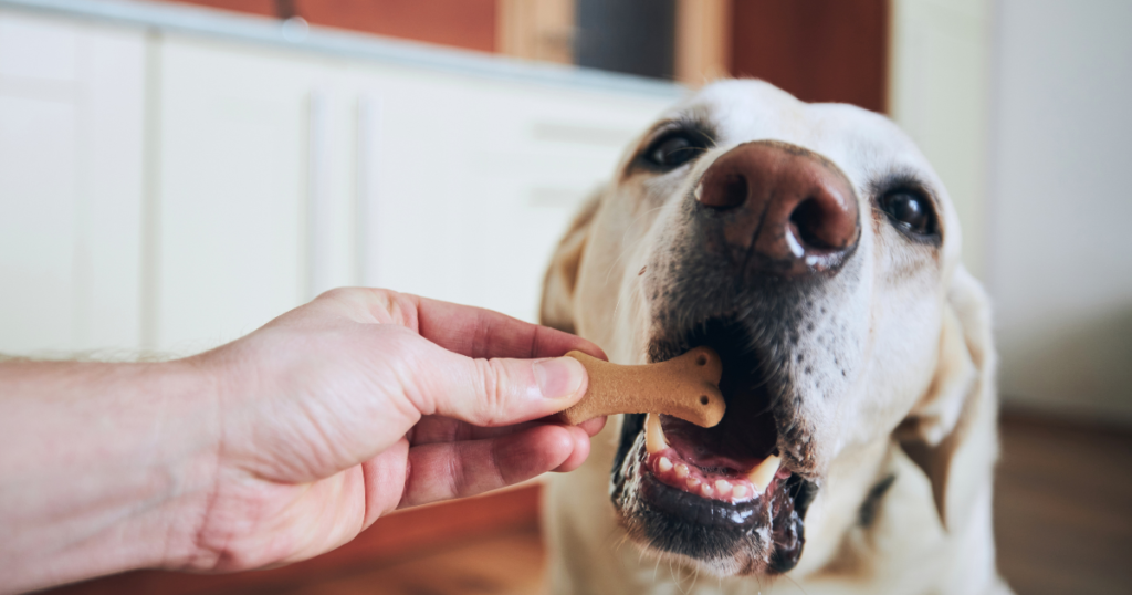 Petisco saudável de banana e aveia para cachorros