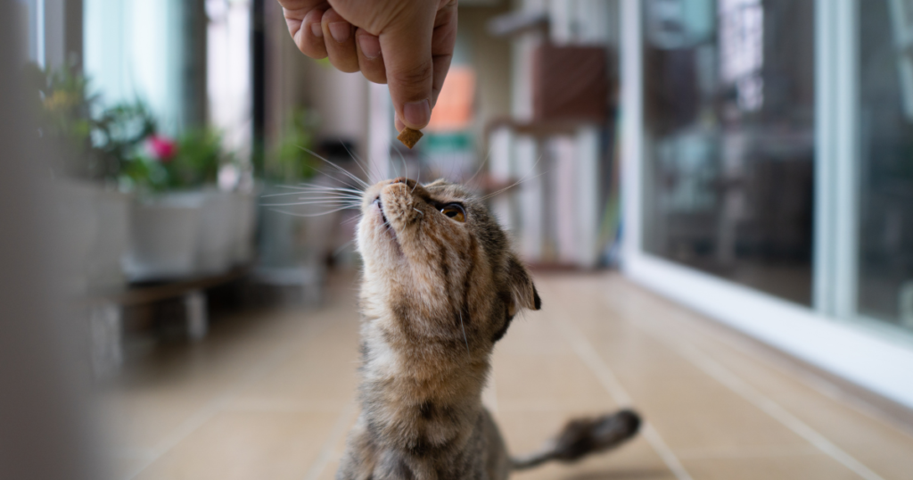 Petisco saudável de sardinha para gatos