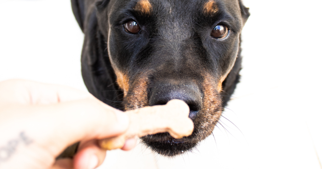 Petisco saudável de maçã e mel para cachorros