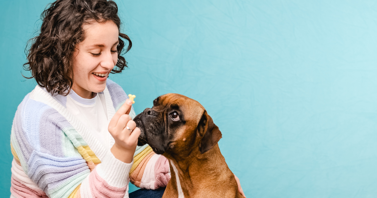 Como fazer um bolo saudável e delicioso para cães e gatos?