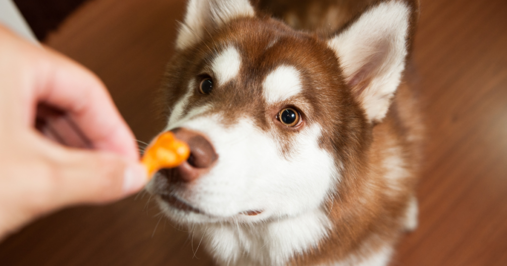 Petisco saudável de frango para cachorros